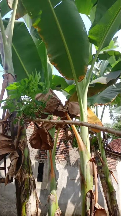 Mentahan angin di pohon salam dari binjai #shorts