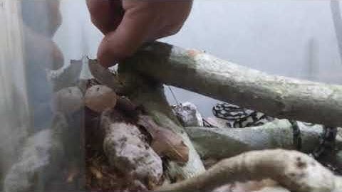 Merlin The Carpet Python - 07.26.2020