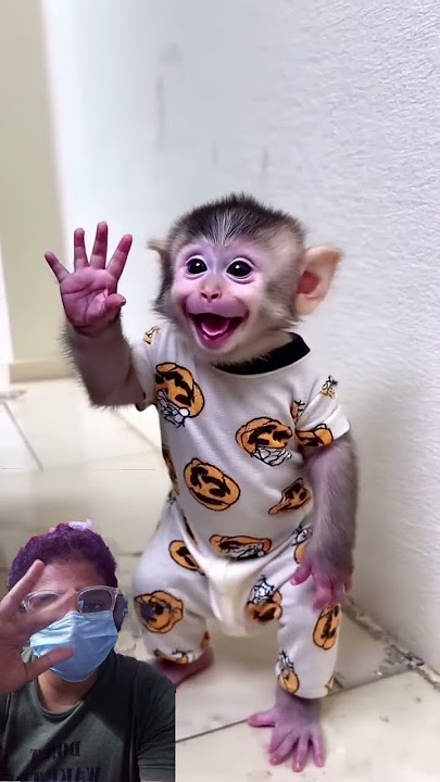 Hello everyone from this cutie 🥰 #happy #monkey #cute #hello #shortsfeed #shorts #viral