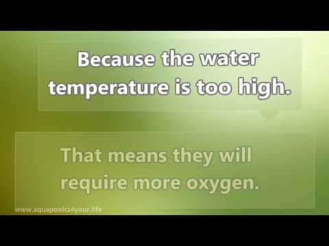 Discover How Water Temperature Affects Your Aquaponics System | Riley Hunter