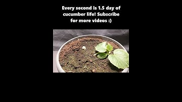 cucumber time lapse _ one month #shorts