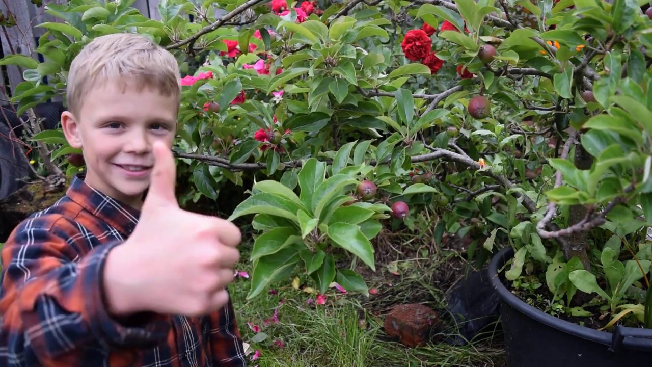 Thinning Fruit On An Dwarf Apple Tree