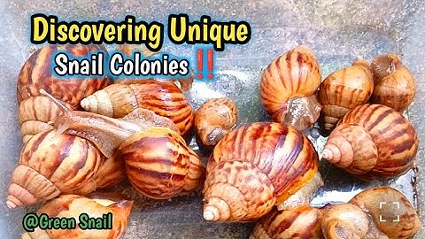 Discovering Unique Snail Colonies #WhiteSnails #AlbinoAnimals #UniqueWildlife #NatureDiscovery