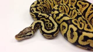 Famous Morphs 101 - Advent Day 7 (Pastel Yellowbelly Spotnose) Net Worth