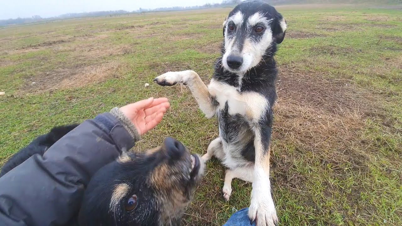 ⁣Friendly Homeless Dog Jumps On Me Asking To Be Rescued