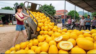 [TIMELAPSE] -- 488 Days Harvesting A Lot Of Yellow Melon, Watermelon, Honeydew Melon Go To Sell