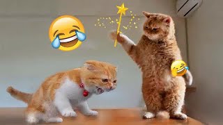 🤣🤣 Funny Dog And Cat Videos 😂😹 Best Funny Animal Videos 2024 #7