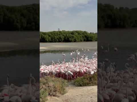 Ras Al Khor Wildlife Sanctuary | Flamingos in Dubai #shorts #flamingo #dubai