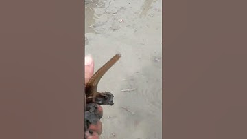 Bắt chuột, rắn mối mùa lúa chín ở miền tây.