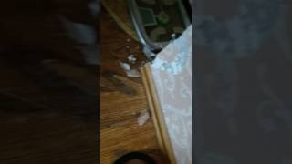 Французский бульдог Французский бульдог