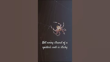 How Do Spiders Walk on a Sticky Web? The Shocking Answer!  #facts #shorts #spider
