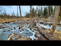 Spring Beaver Trapping 2020 Part 3 This Bog Lodge was INSANE!!