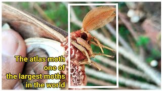 Of the largest moths in the world 