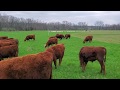 The flerd (bull herd and sheep flock) grazing Eastern Gama Grass field.