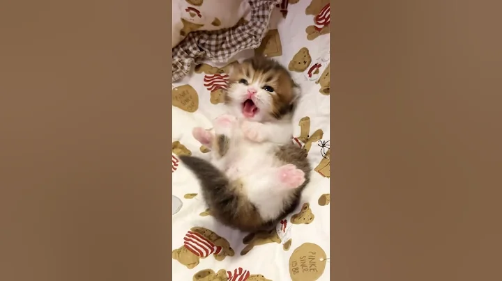 Video 11877941: cats kittens meowing cute, funny cats kittens meowing, funniest cutest cats, cute little cat