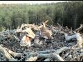 ESTLAT Osprey Nest - Biggest chick attacks Nori  07.07.2012. 5:07