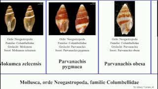 Mollusca, orde Neogastropoda, familie Columbellidae elegans varia pygmaea Anachis Parvanachis Yuga