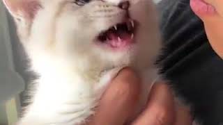 | 9GAG | kitty talking | 9GAG | kitty talking