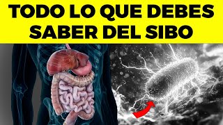 ¡REVELADO!: ASÍ CURAS el SIBO (y mejoras tu salud intestinal) C Mo Reparar El Sibo Y Tu Salud Intestinal
