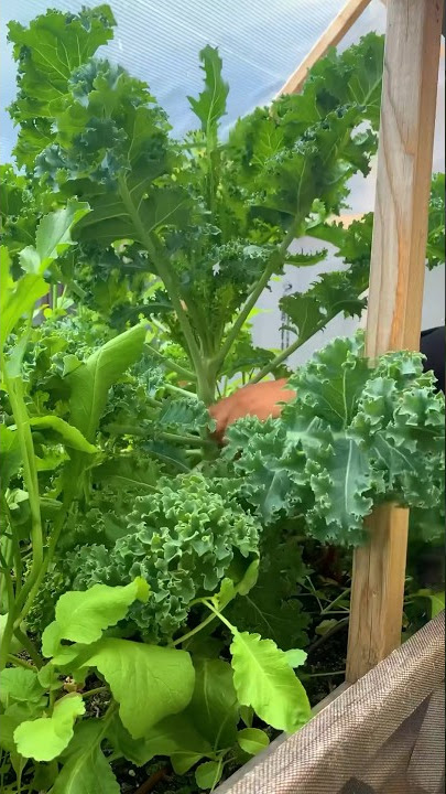 Space saving tips for your garden. Try vates blue curled scotch dwarf kale variety