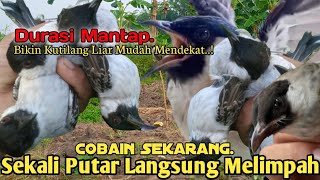Download lagu AMPUH.‼️ SUARA PIKAT BURUNG KUTILANG. 💯% LANGSUNG DATANG...