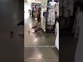Let’s go shopping #animallife #funnyanimals #wildlife #unexpected