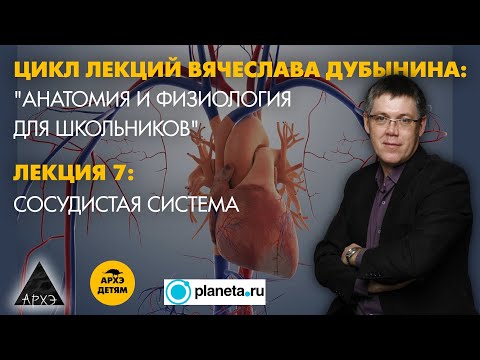 Вячеслав Дубынин: "Сосудистая система" (Лекция 7)