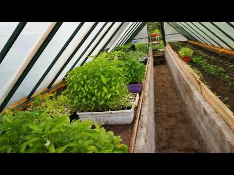 Видео: Амоняк за градината и зеленчуковата градина: използвайте за растения като подхранване. Как да отглеждаме амоняк от вредители? Преработка на зеленчуци с амоняк