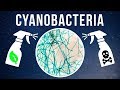 How to Kill Cyanobacteria – Natural vs. Chemical?