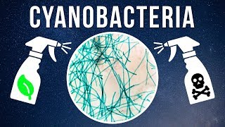 How to Kill Cyanobacteria – Natural vs. Chemical?