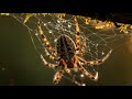 شاهد لحظة مذهلة بتقنية ثلاثية الأبعاد 🕊️🕸 عنكبوت #عصفور #حيوانات #الطبيعة