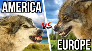 3 American Animals VS 3 European Animals  Which Animals Are More Dangerous?