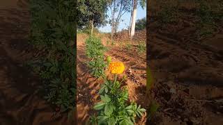 marigold flower flower marigoldflowerplants marigold farming merigold