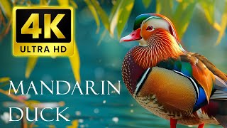 นกที่มีสีสันที่สุดใน 4K UHD | เป็ดแมนดาริน | น้ำไหล