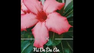 Ni De Da An - Yang Sheng Kun