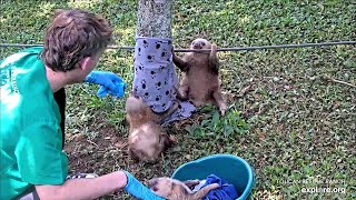 Baby sloths trying to poo - 04\/23\/24 - SlothTV via explore.org