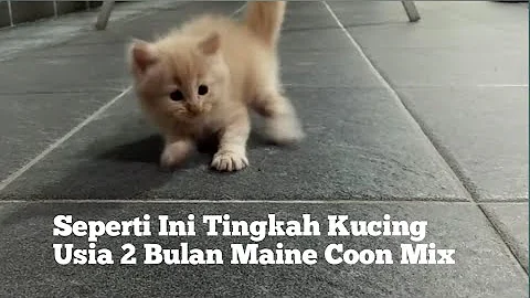 Watch the video about Seperti Ini Proses Kucing Memasuki Usia 2 Bulan Maine Coon Mix