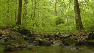 Relaxing Nature Music