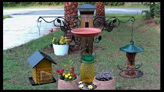 Bird Watching Live: Feeder Cam Real Time Weekend Vibes