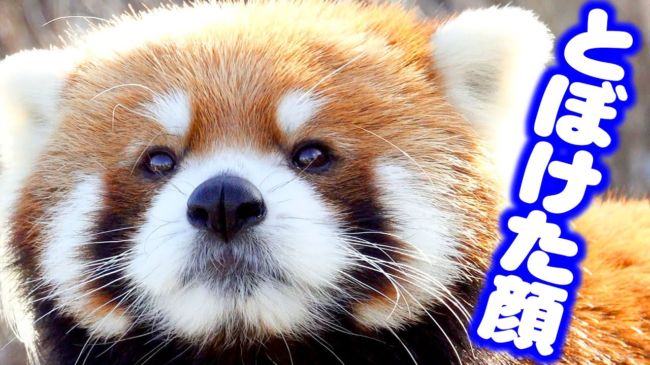 円山動物園のレッサーパンダ とぼけた顔してエイタくん November 29 18 Red Panda Eita At Maruyama Zoo Youtube