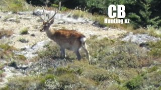 Sika stags out on the tops