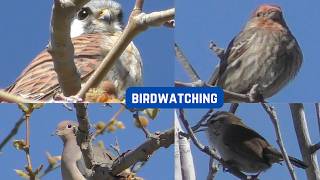 Episode 48 - Birdwatching - House Finch, Kestrel Falcon, Song Sparrow, Mourning Dove, Bewick Wren