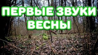 Первые звуки весны в лесу, красивое пение птиц