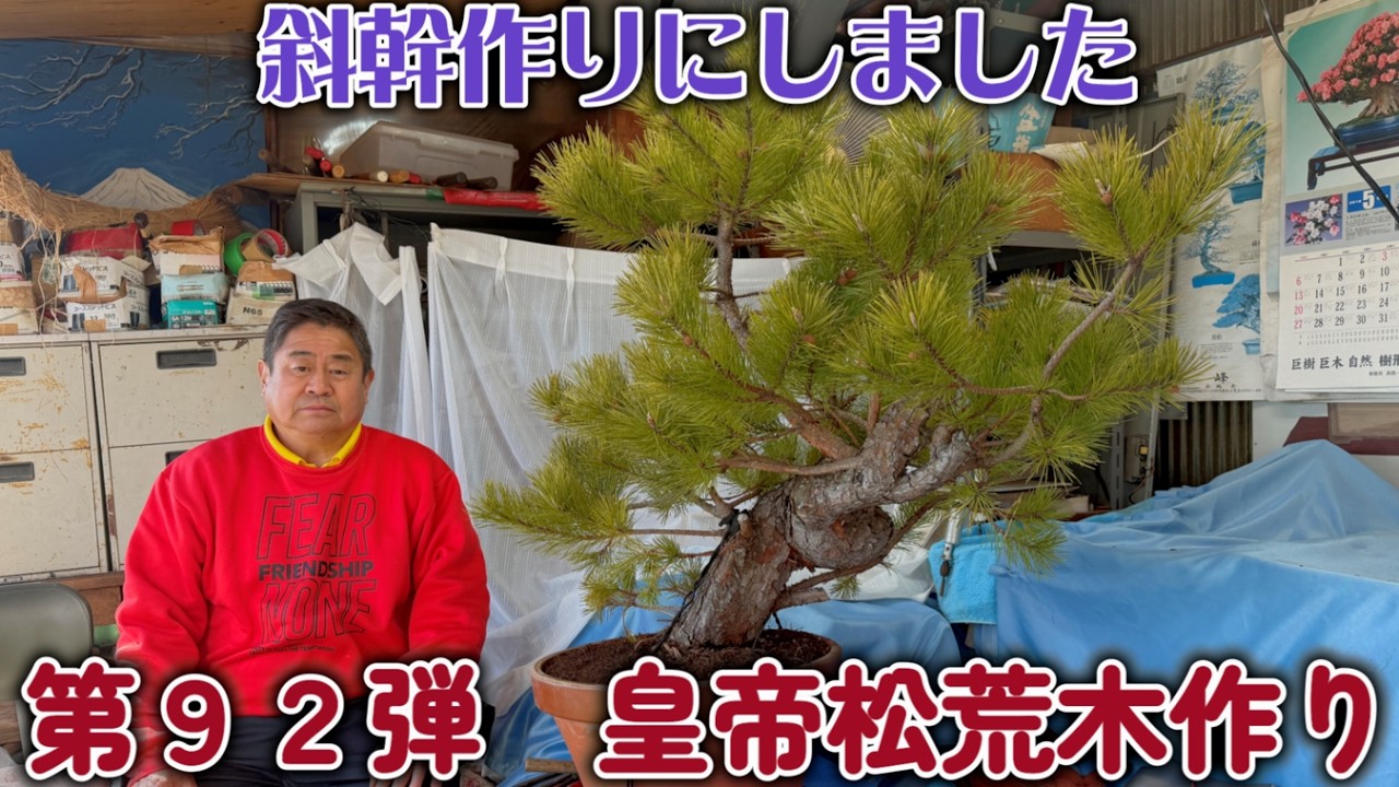 【盆栽】第９２弾　皇帝松の荒木作り【斜幹作りにしました】