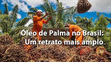 Qual o problema do óleo de palma?