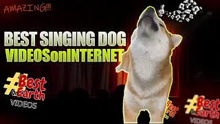[AMAZING] 10 BEST Singing Dogs Videos On Internet