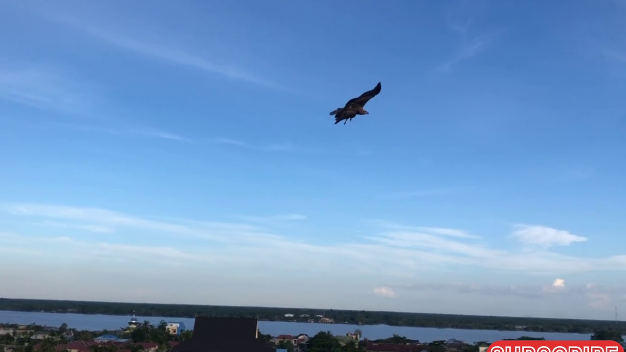 Melatih burung elang🦅 