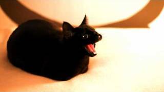 The Dragon Cat