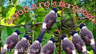 suara burung kutilang kejepit