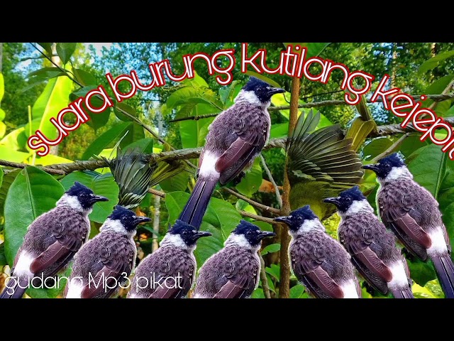 suara burung kutilang kejepit class=